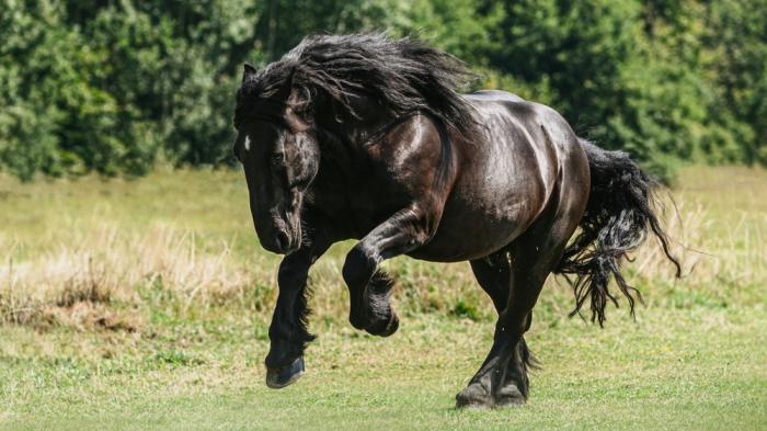 Percheron das temperamentvolle EdelKaltblut